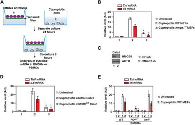 HMGB1 is a mediator of cuproptosis-related sterile inflammation